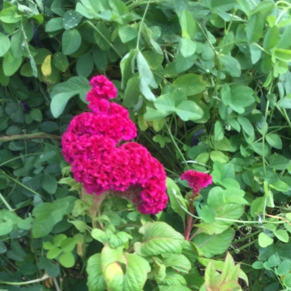 Meet your Posher, Dalia - Picture 1 of 1